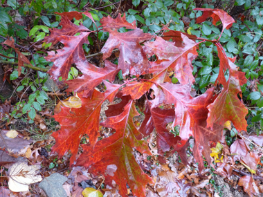 Feuilles découpées dont la face supérieure est plus luisante que chez le chêne rouge et prennant une teinte rouge écarlate à l'automne puis devenant marron juste avant de tomber. Agrandir dans une nouvelle fenêtre (ou onglet)